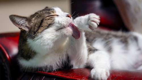 Cat Grooming Animal No Cost Stock Image