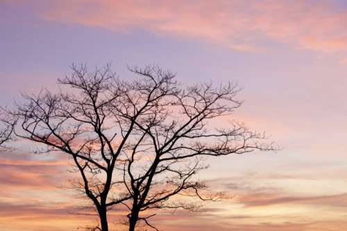 Sunset Tree Silhouette No Cost Stock Image