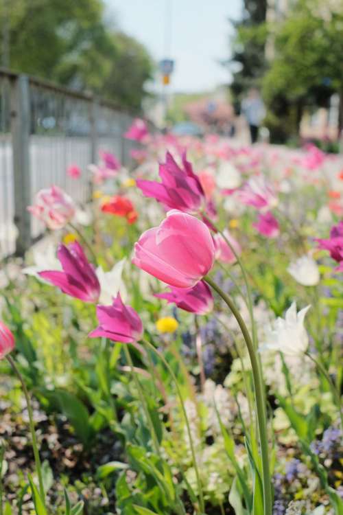 Tulip flower border in the city 3