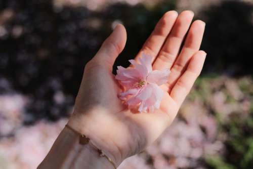 Cherry tree flower in a female hand 2