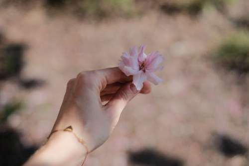 Cherry tree flower in a female hand 3