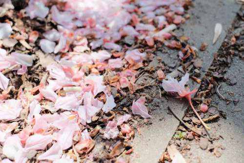 Cherry tree petals on the ground 2