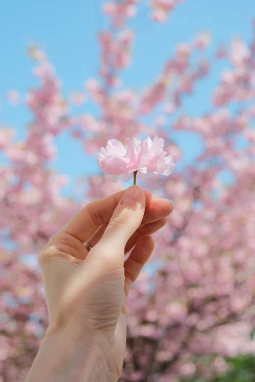 Cherry tree flower in a female hand