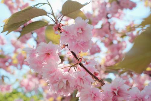 Cherry tree blossom 9