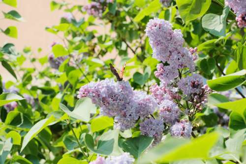 Butterfly sitting on lilac flowers