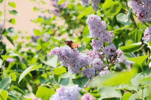 Butterfly sitting on lilac flowers 2