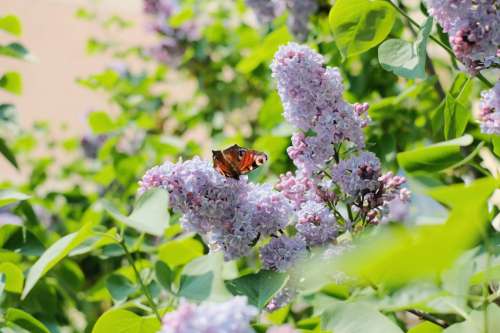 Butterfly sitting on lilac flowers 3