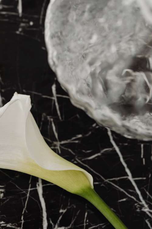 Modern minimal - Elegant Black Marble Table - White lily