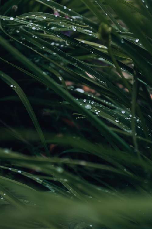 wet grass