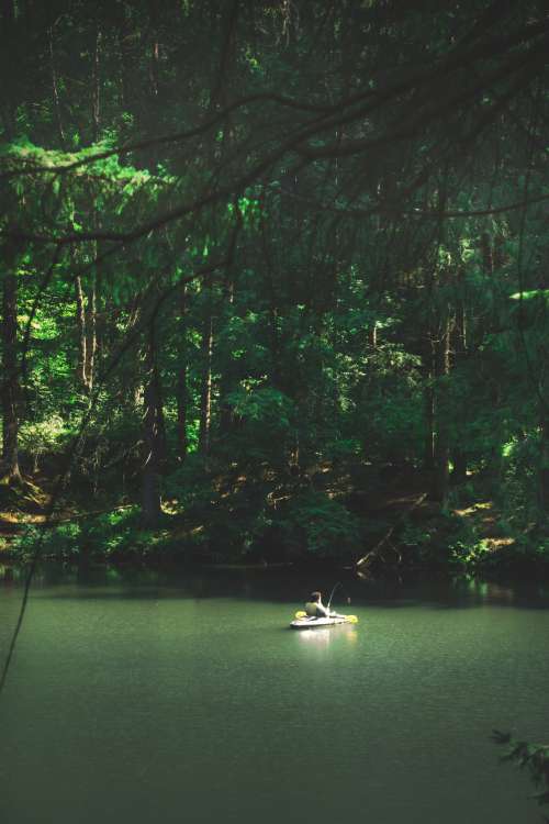 canoe in the forest