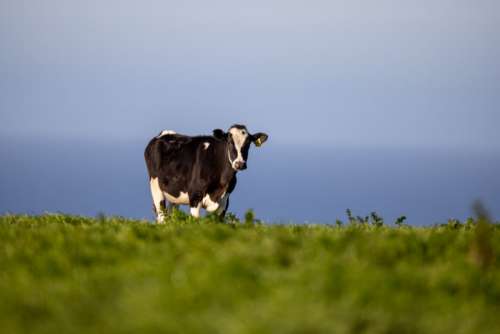 Cow Field Grass No Cost Stock Image