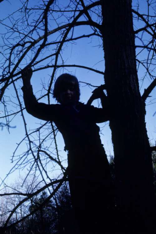 Child Tree Climb No Cost Stock Image