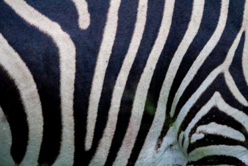 Wildlife Zebra Animal No Cost Stock Image