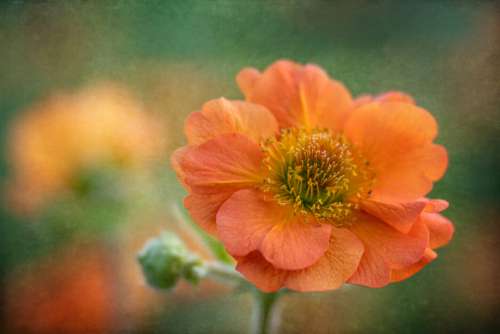 Poppy Flower Blossom No Cost Stock Image