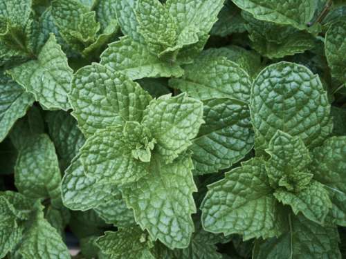 Fresh Mint Leaves No Cost Stock Image