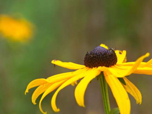 Yellow Flower Garden No Cost Stock Image