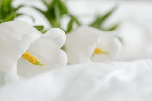 Mockup photo - white bedding - flowers - blank sheet - square