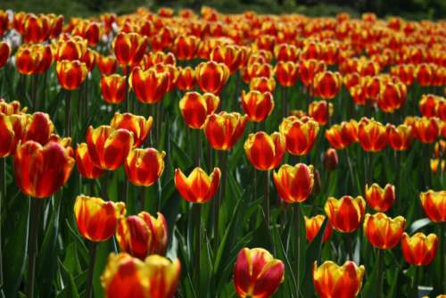Tulips Background Flower No Cost Stock Image