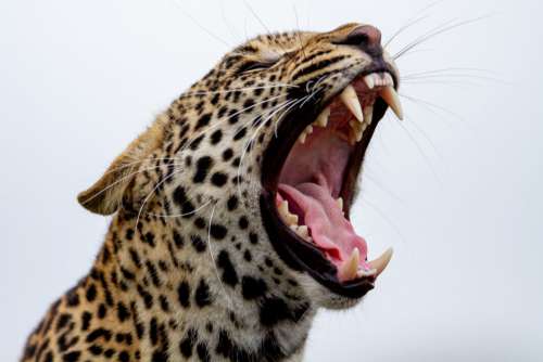Leopard Nature Animal No Cost Stock Image
