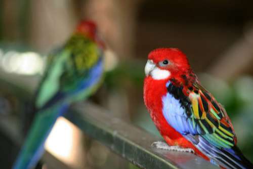 Colorful Birds Nature No Cost Stock Image