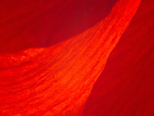 Red Abstract Background No Cost Stock Image