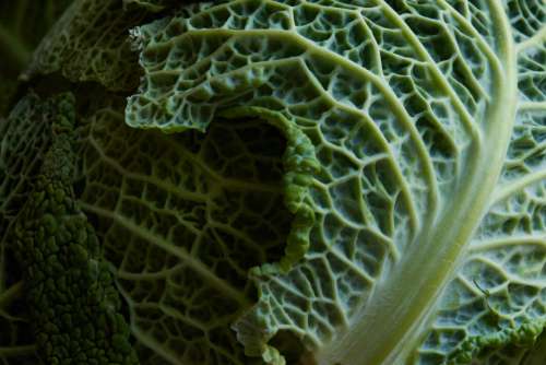 Vegetable Leaf Macro No Cost Stock Image