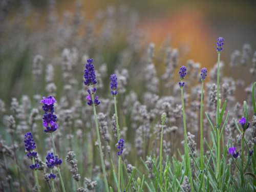 Lavender Field Flowers No Cost Stock Image