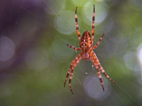 Spider Web Insect No Cost Stock Image