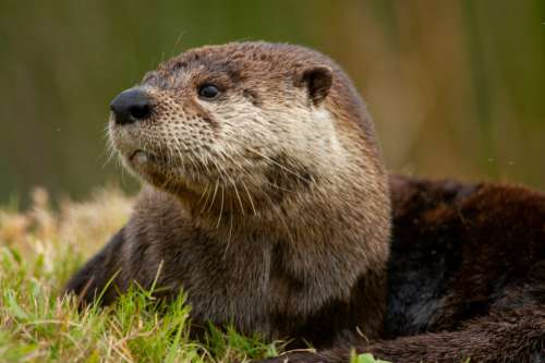 Otter Animal Wildlife No Cost Stock Image
