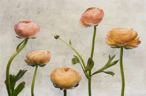 Floral Painting Background No Cost Stock Image