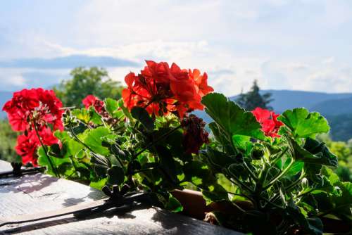 Flowers at the Balcony