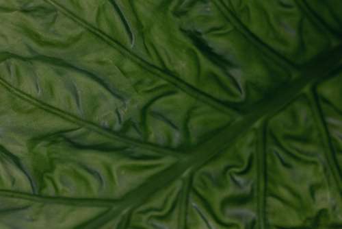 Collection of free close-up images of leaves - backgrounds - wallpapers