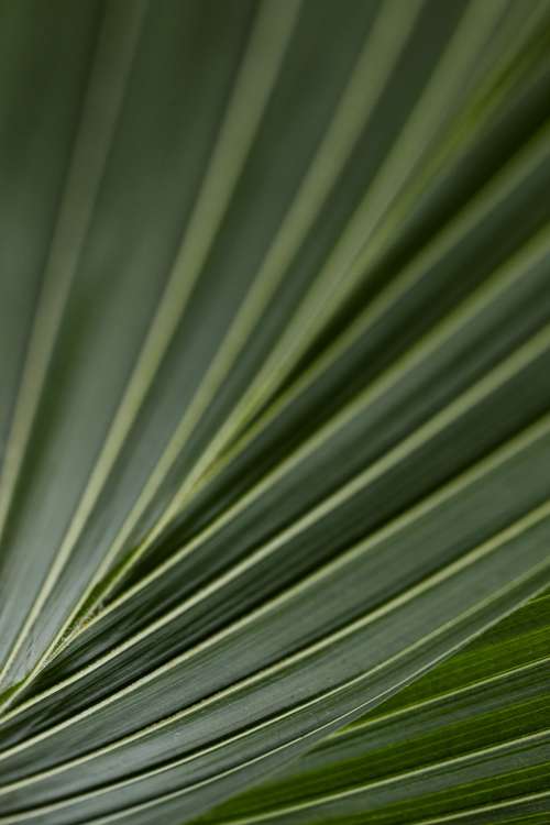 Collection of free close-up images of leaves - backgrounds - wallpapers