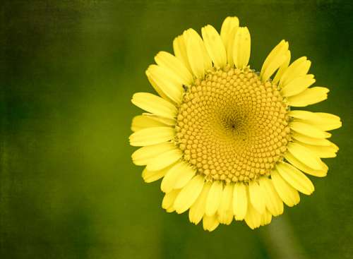 Yellow Flower Daisy No Cost Stock Image