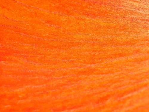 Abstract Orange Texture No Cost Stock Image