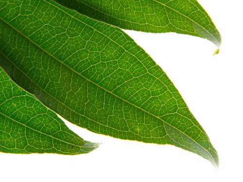 Green Leaf Abstract No Cost Stock Image