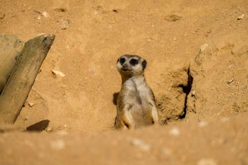 Meerkat in Sand