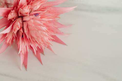 Aechmea fasciata - silver vase - urn plant - Bromeliaceae - pink flower