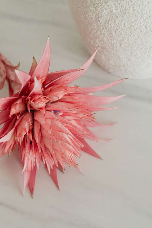 Aechmea fasciata - silver vase - urn plant - Bromeliaceae - pink flower