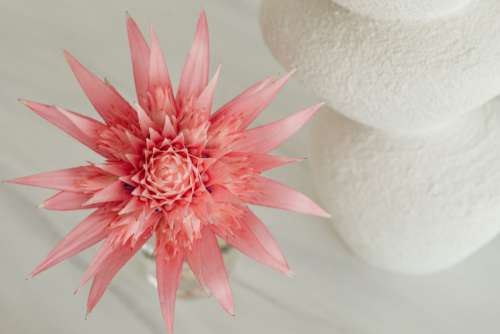 Aechmea fasciata - silver vase - urn plant - Bromeliaceae - pink flower