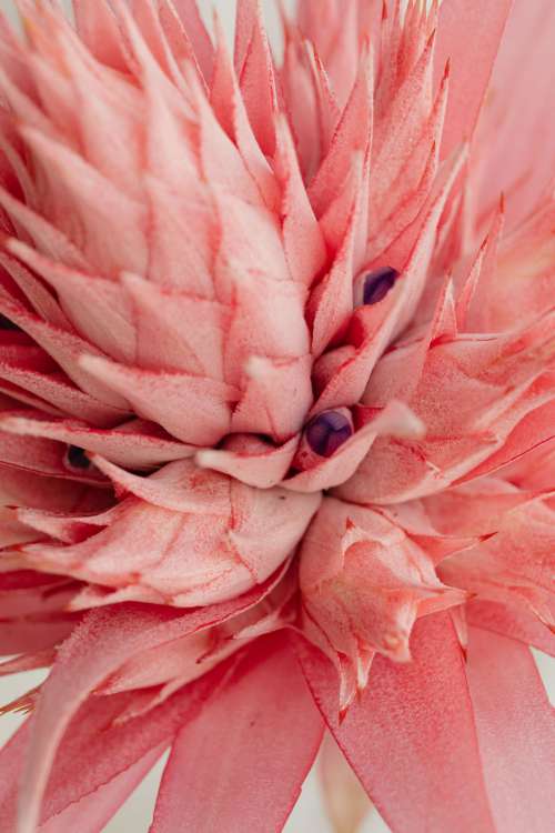 Aechmea fasciata - silver vase - urn plant - Bromeliaceae - pink flower