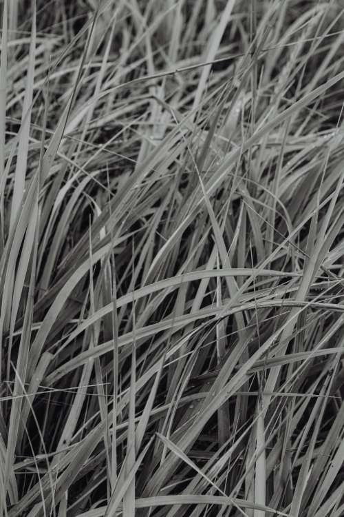 Sea Grasses Blowing In Breeze - Backgrounds