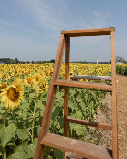 a ladder in the heart of the sunflowers