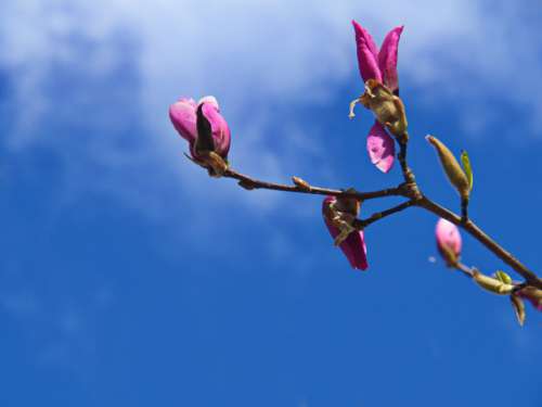 Pink Blossom Branch No Cost Stock Image