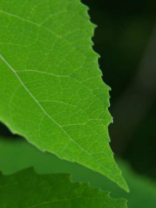 Nature Leaf Close No Cost Stock Image