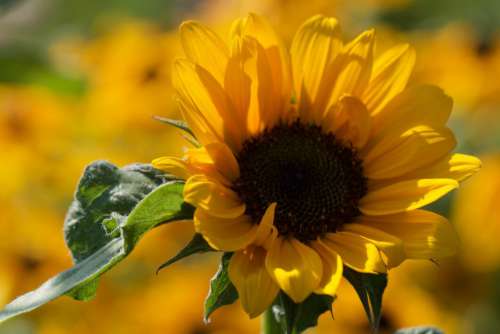 Sunflower Flowers Close No Cost Stock Image