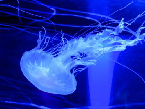 Jellyfish Background Water No Cost Stock Image