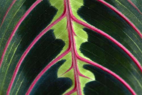 Macro Leaf Pattern No Cost Stock Image