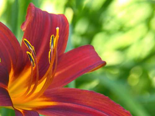 Lily Flower Close No Cost Stock Image