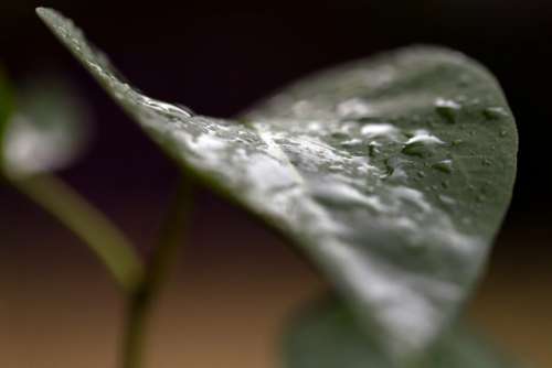Leaves Rain Droplets No Cost Stock Image